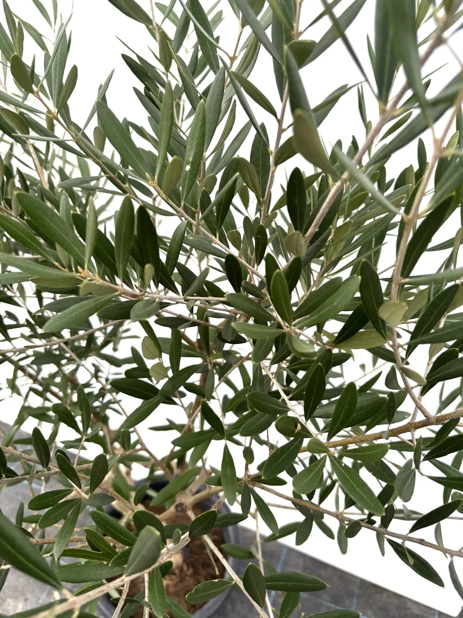 ネバディロブランコ Lサイズ 約160cm K-36 オリーブの木 - 株式会社鶴亀園