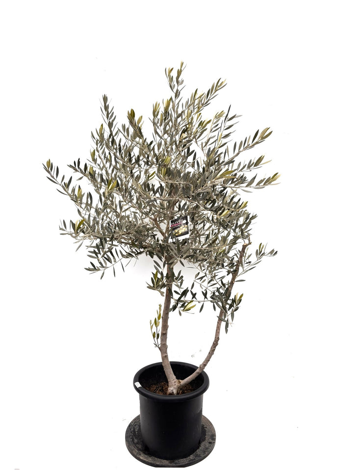 NEWピクアル（オリーブの木）｜Lサイズ｜K-361｜約160cm｜人気・銀葉