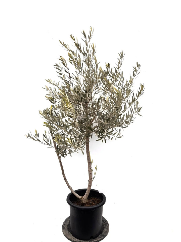 NEWピクアル（オリーブの木）｜Lサイズ｜K-361｜約160cm｜人気・銀葉