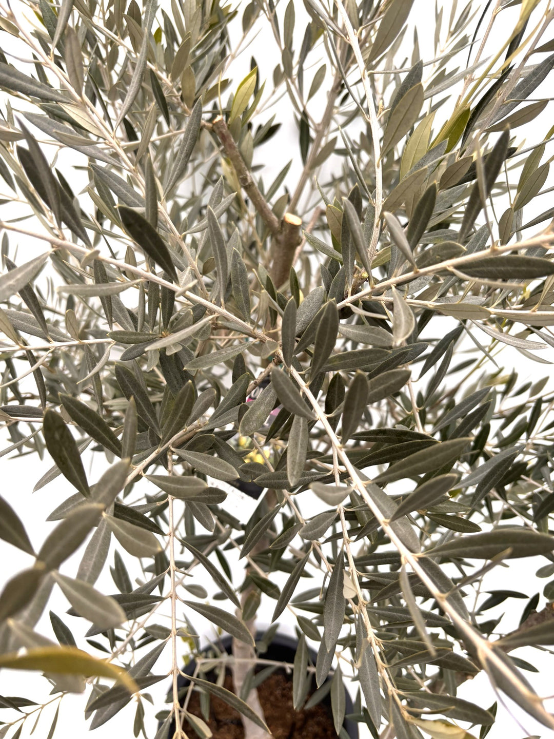 NEWピクアル（オリーブの木）｜Lサイズ｜K-361｜約160cm｜人気・銀葉