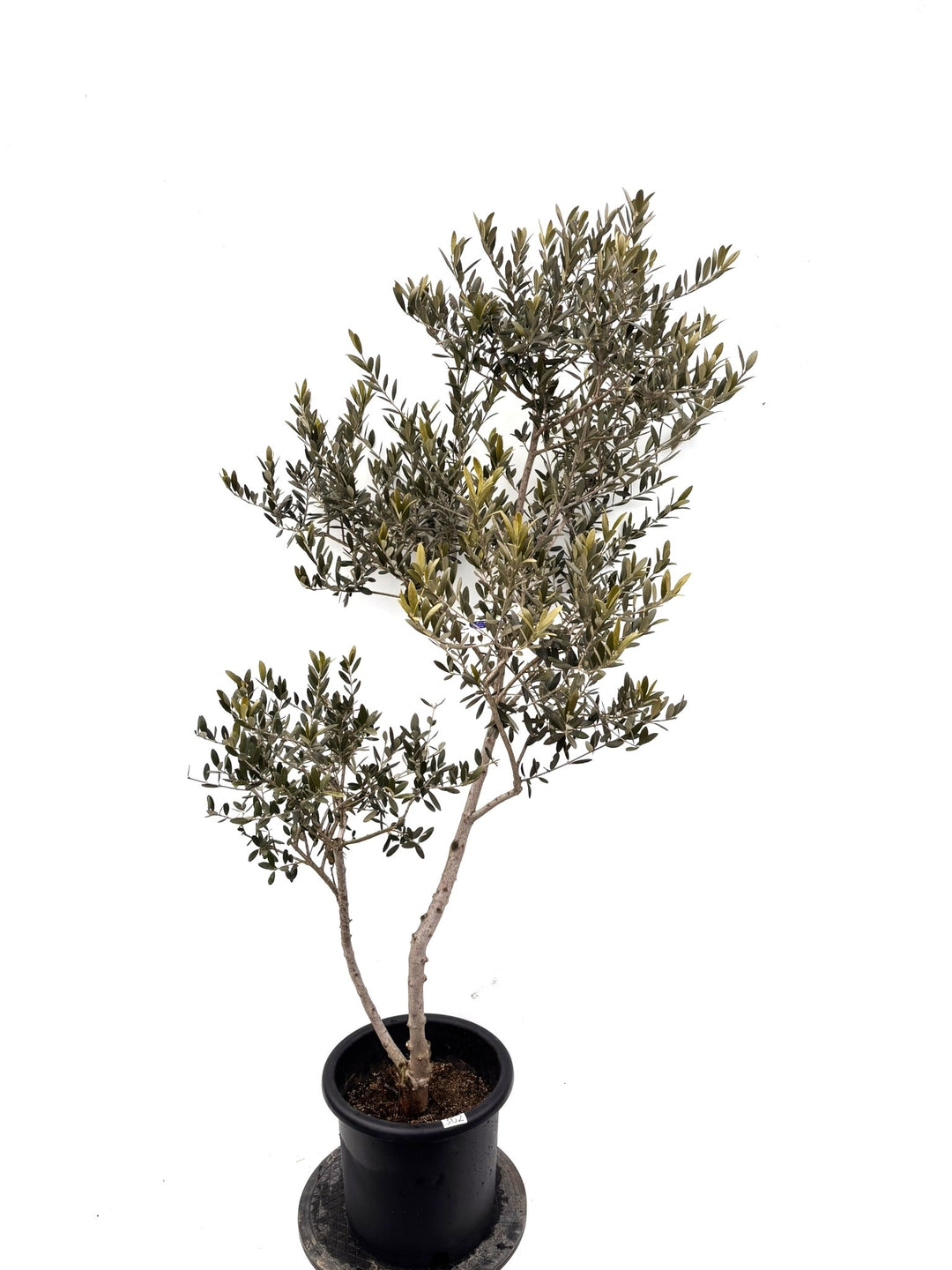 NEWマンザニロ（オリーブの木）｜Lサイズ｜K-362｜約170cm｜ 人気・大