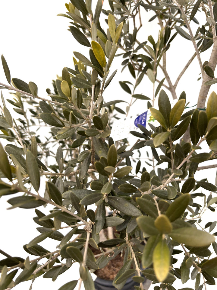 NEWマンザニロ（オリーブの木）｜Lサイズ｜K-362｜約170cm｜ 人気・大