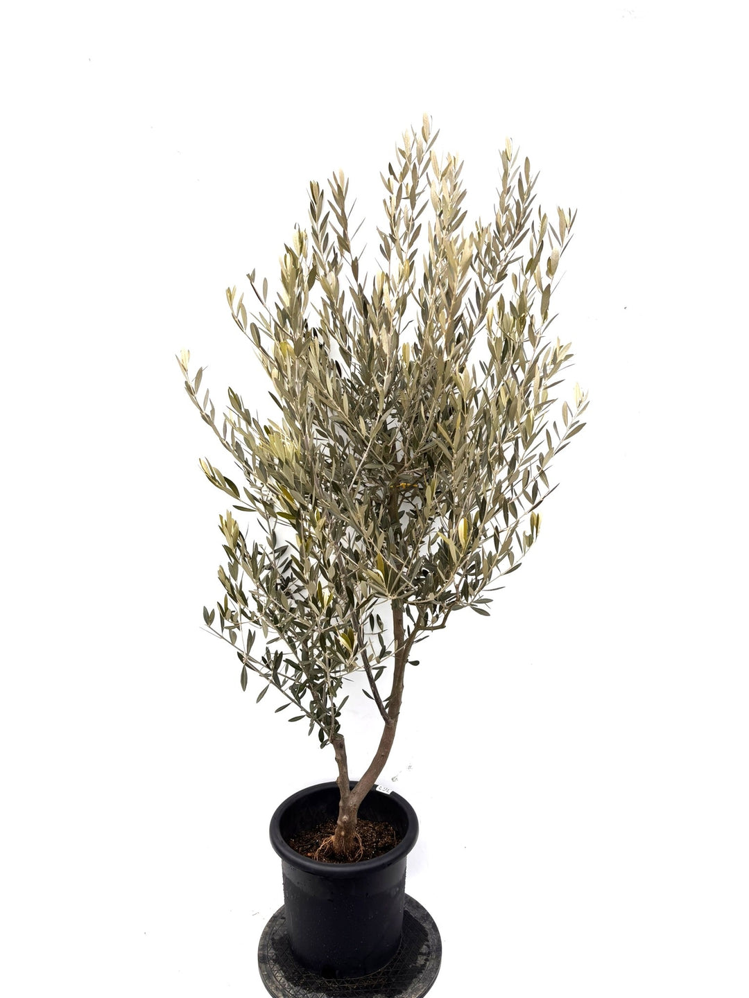 NEWミッション（オリーブの木）｜Lサイズ｜K-363｜約180cm｜人気・直立