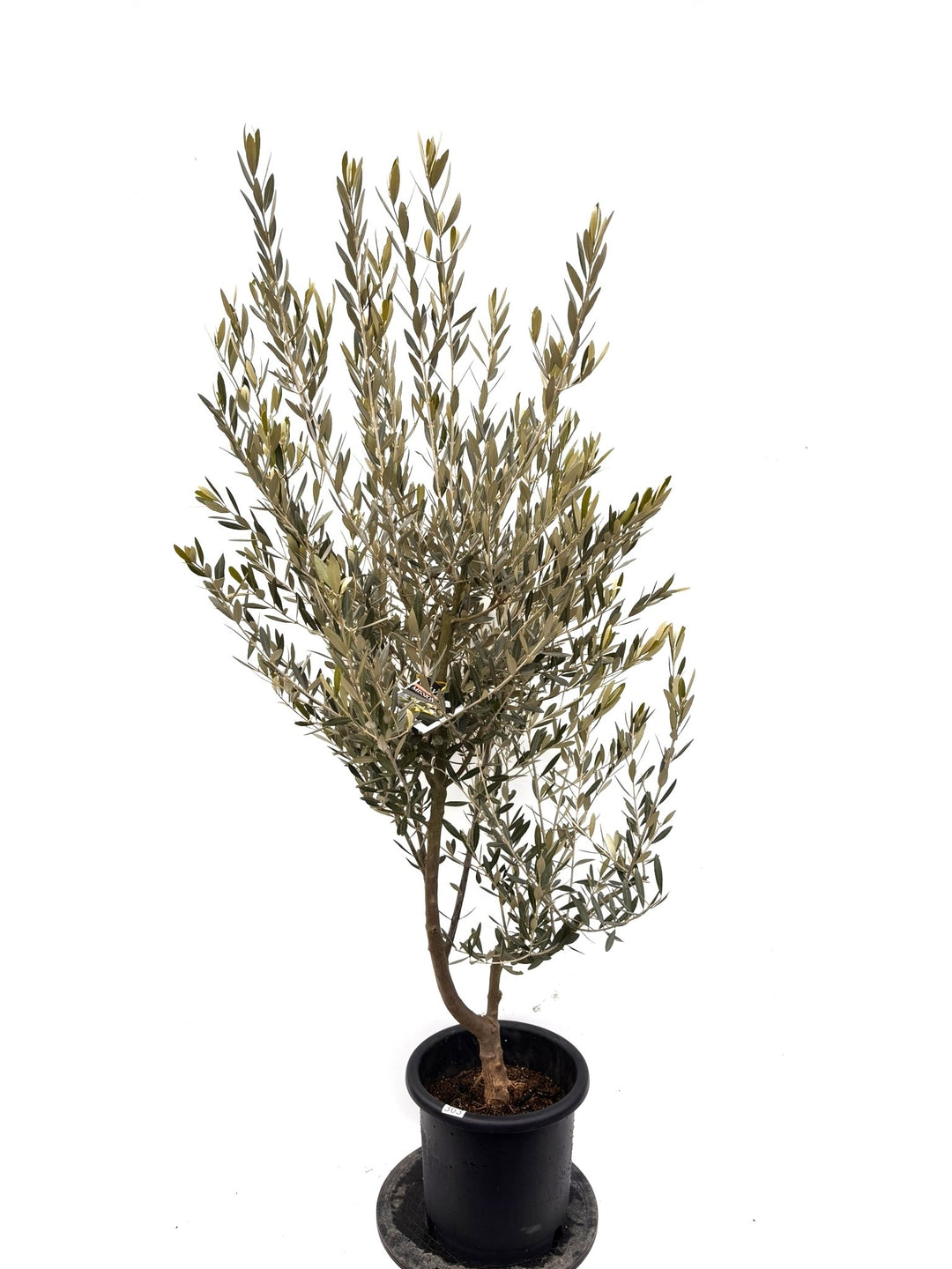 NEWミッション（オリーブの木）｜Lサイズ｜K-363｜約180cm｜人気・直立