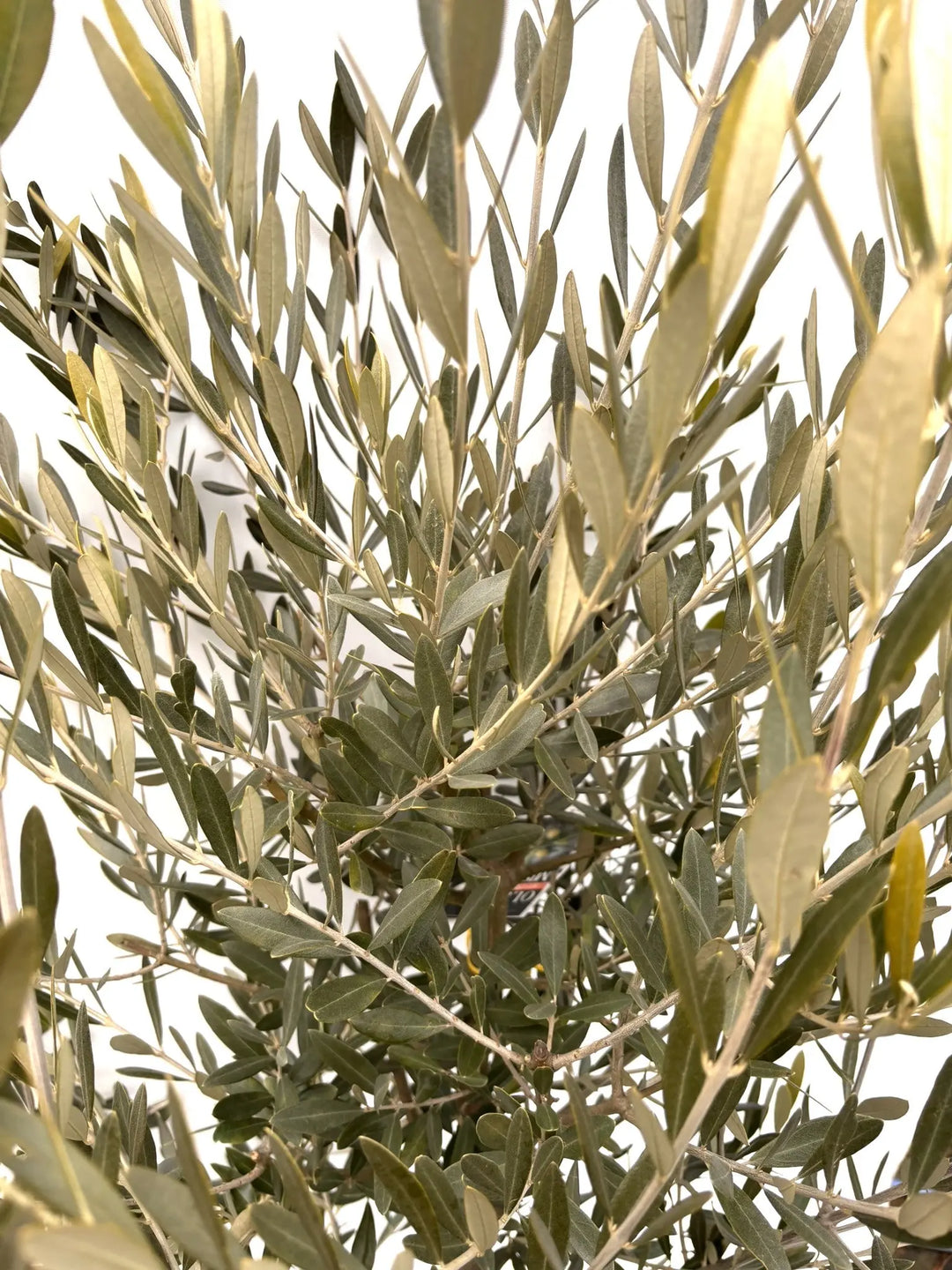 NEWミッション（オリーブの木）｜Lサイズ｜K-363｜約180cm｜人気・直立