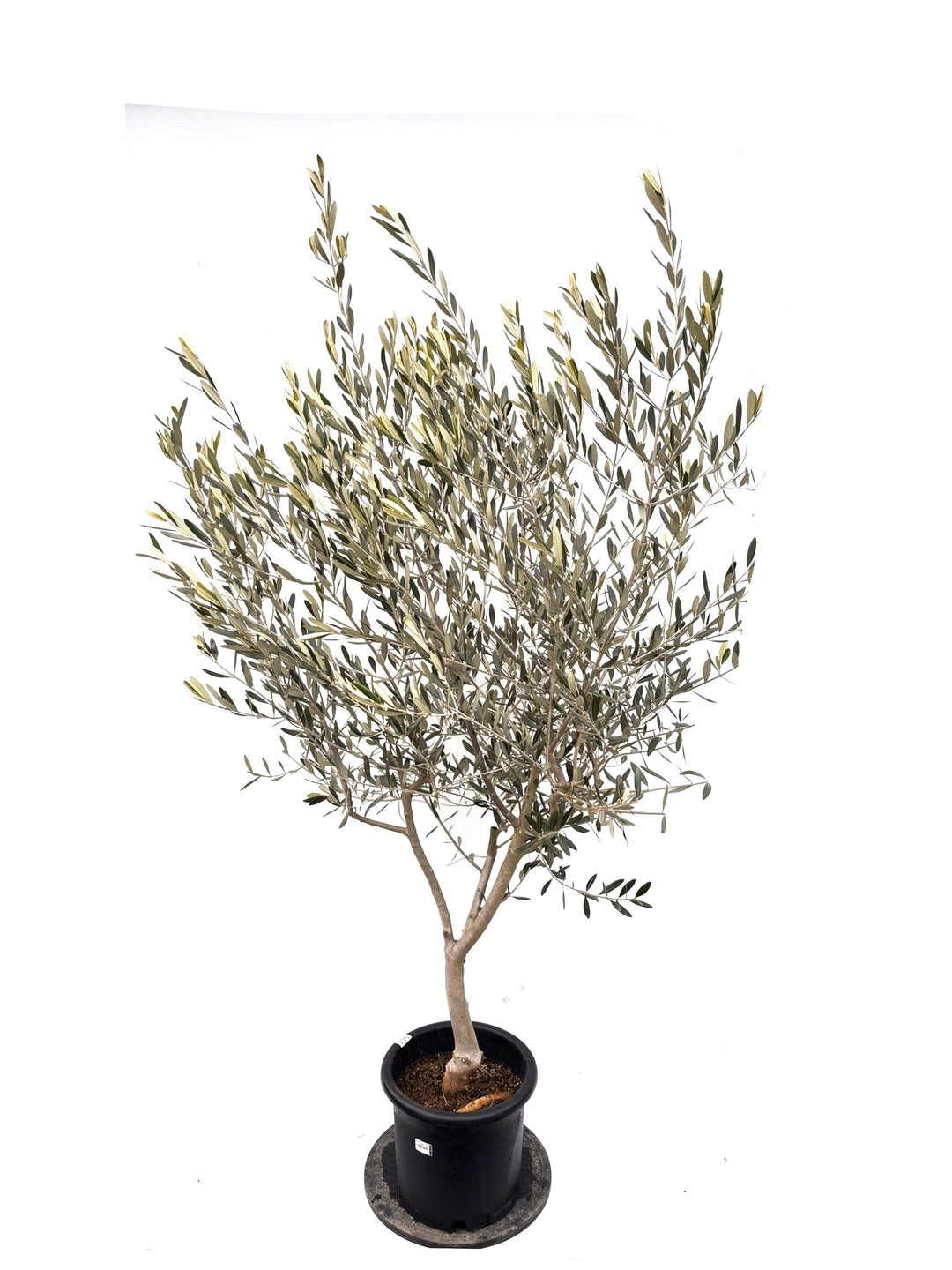 オリーブの木（全商品）｜写真の木をそのままお届け［現品販売］｜鶴亀