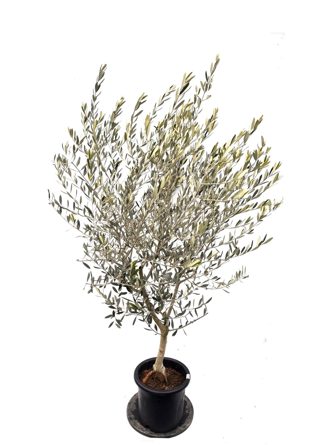 NEWルッカ（オリーブの木）｜Lサイズ｜K-364｜約200cm｜人気・寒冷地OK