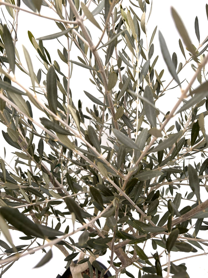 NEWルッカ（オリーブの木）｜Lサイズ｜K-364｜約200cm｜人気・寒冷地OK