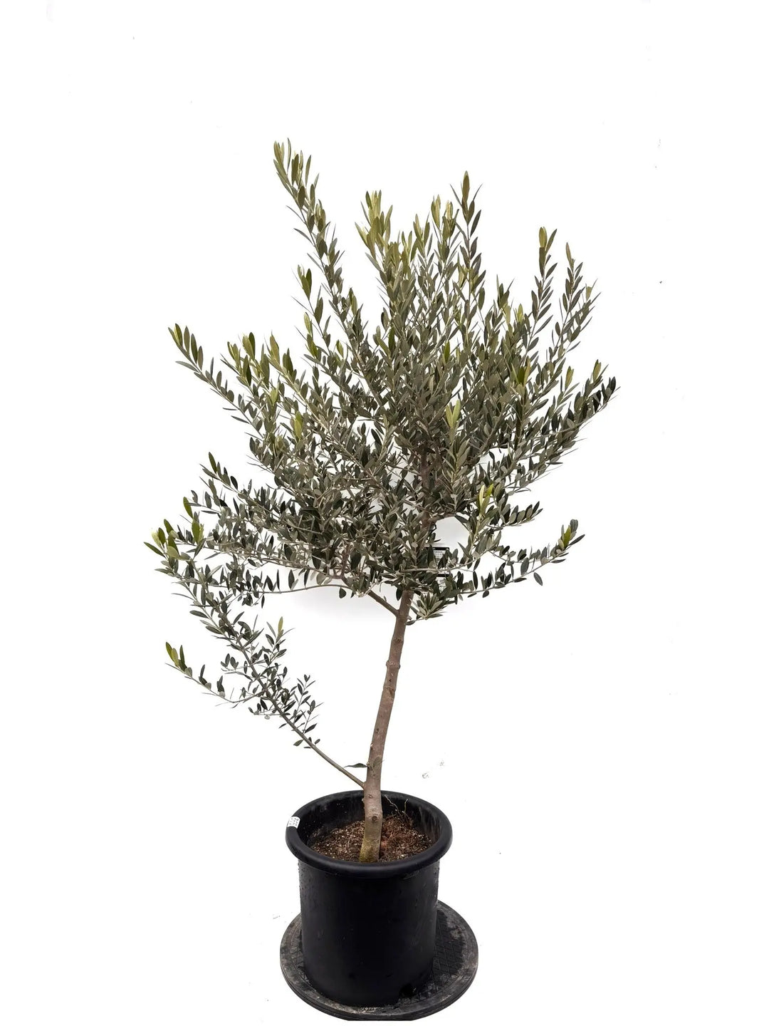 NEWレッチーノ（オリーブの木）｜Lサイズ｜約150cm｜K-365｜人気・銀葉