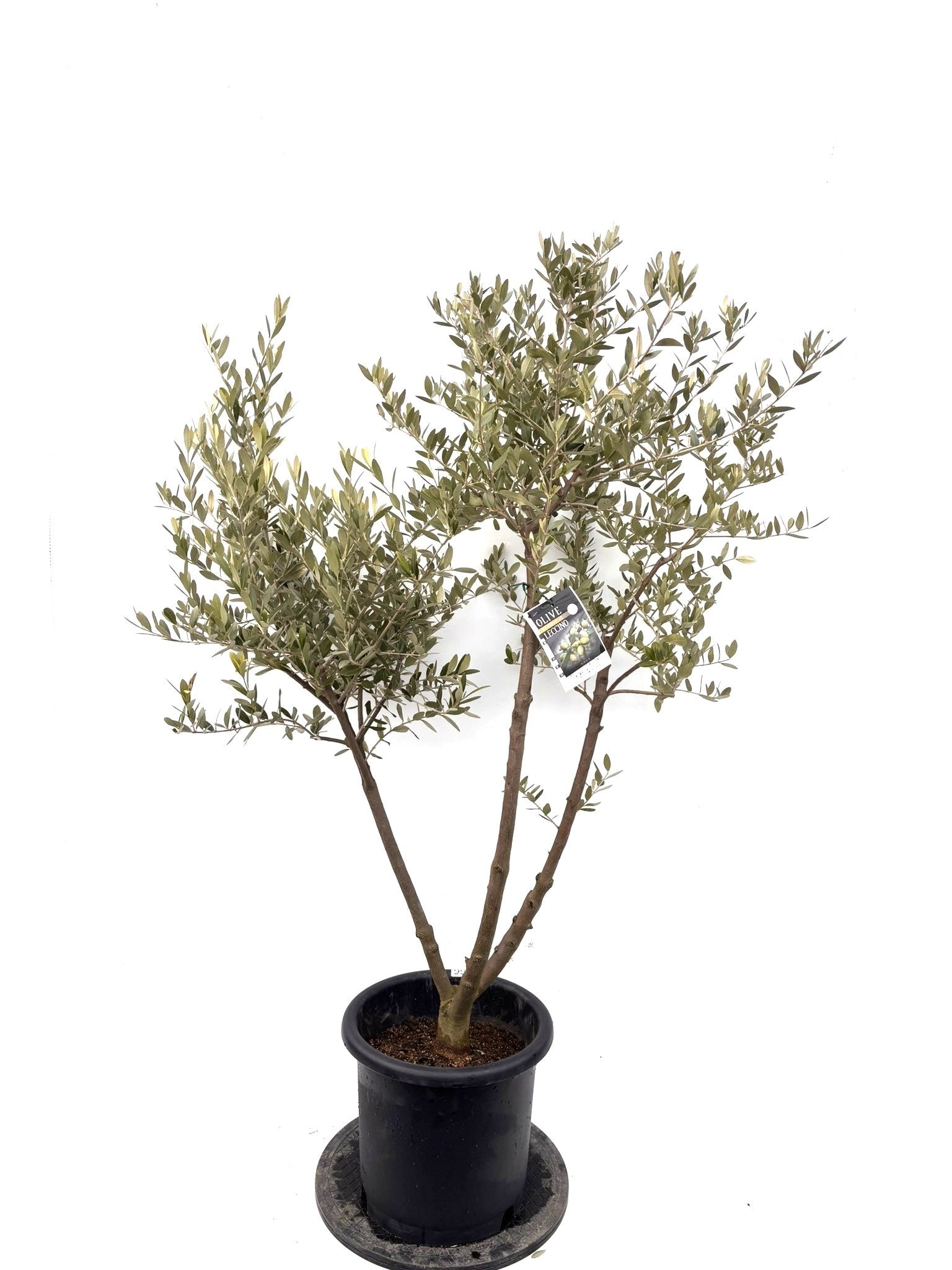 オリーブ苗木一覧 - 株式会社鶴亀園 – ページ40