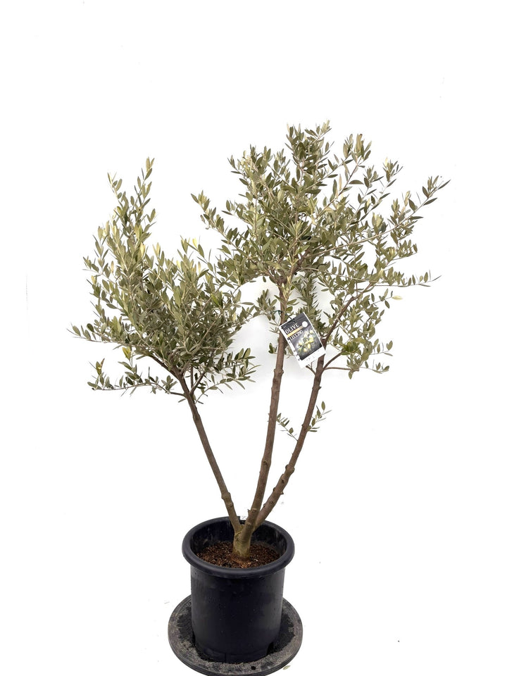 NEWレッチーノ（オリーブの木）｜Lサイズ｜約140cm｜K-366｜人気・銀葉