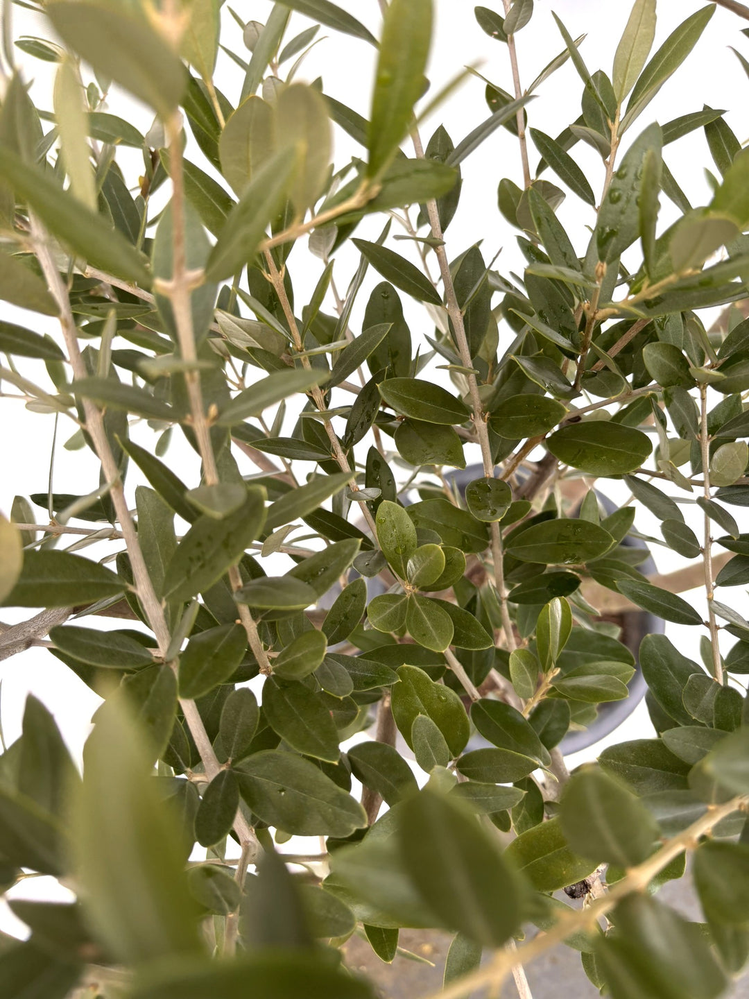 NEWレッチーノ（オリーブの木）｜Lサイズ｜約140cm｜K-366｜人気・銀葉