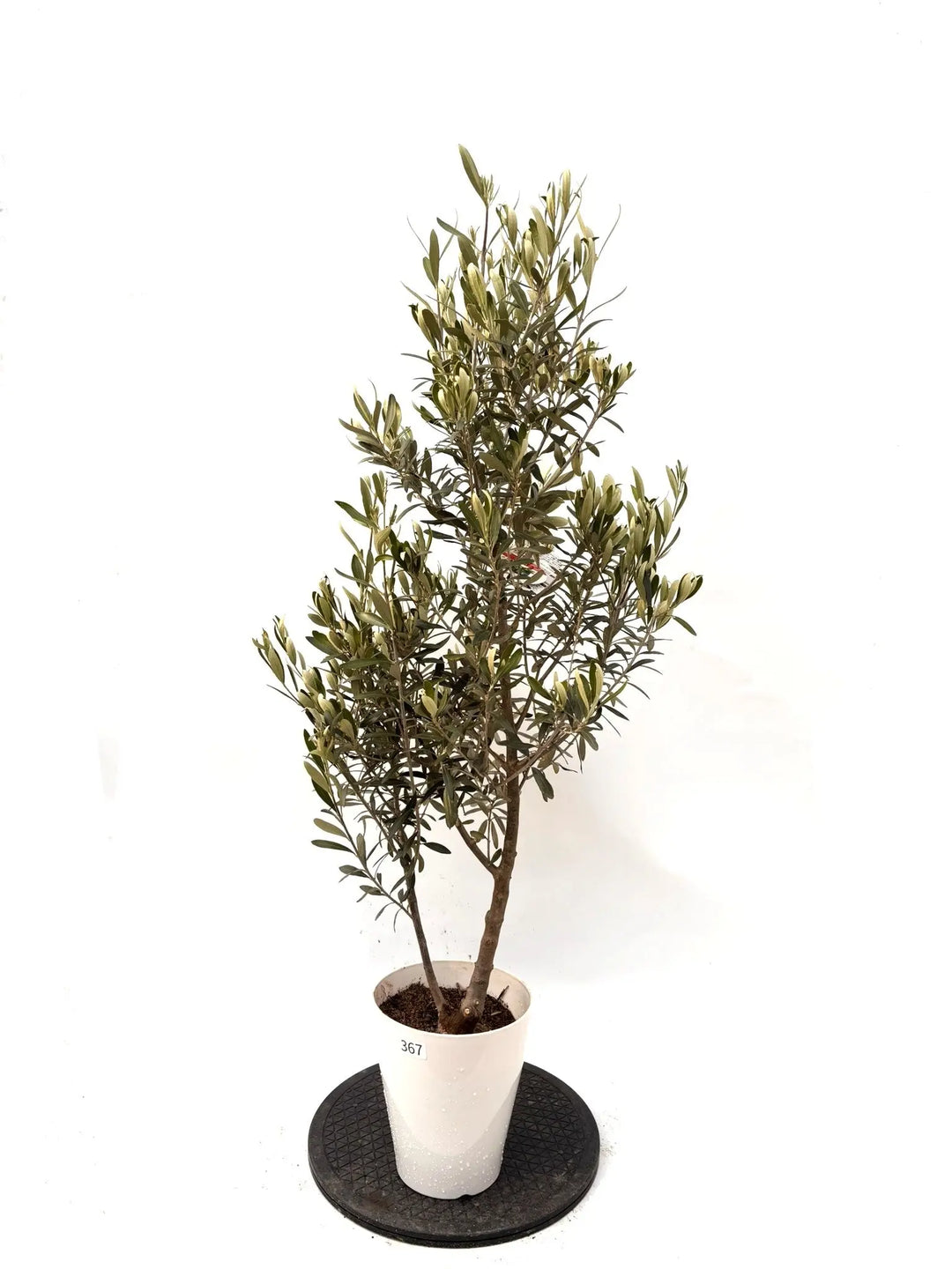 オリーブの木　シプレシーノ　7号　約130cm　K-367　人気品種　現品掲載 NEWシプレシーノ（オリーブの木）｜Sサイズ｜K-367｜約130cm｜人気
