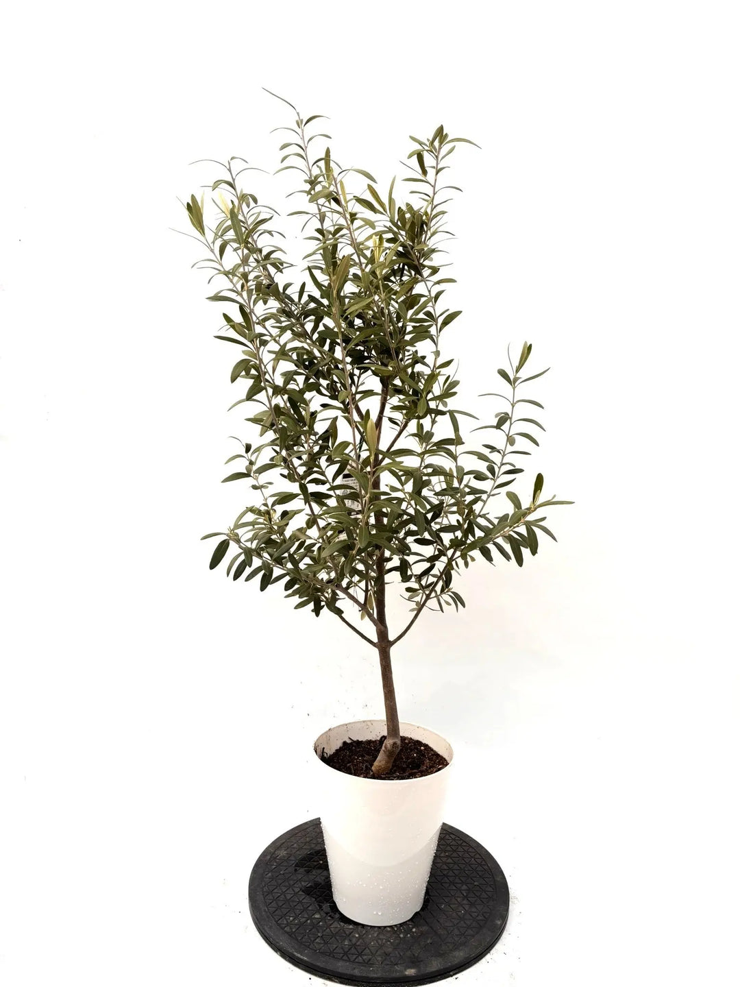 オリーブの木（全商品）｜写真の木をそのままお届け［現品販売］｜鶴亀