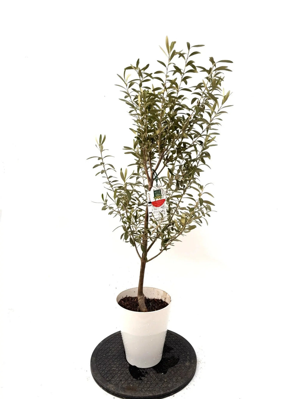 オリーブの木（全商品）｜写真の木をそのままお届け［現品販売］｜鶴亀