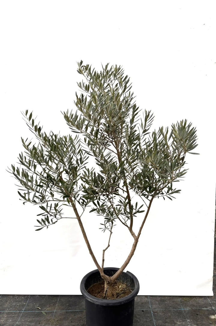 ネバディロブランコ Lサイズ 約150cm K-37 オリーブの木 - 株式会社鶴亀園