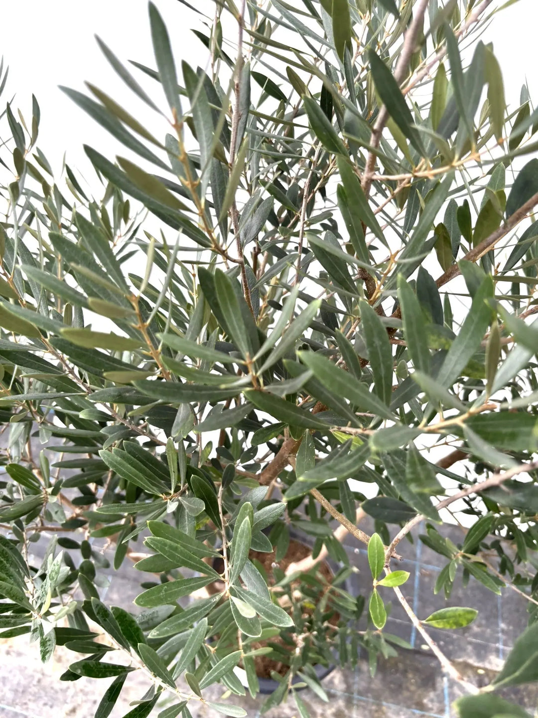 【現品】オリーブの古木　ネバディブランコ　オールドオリーブ　超大株　17号　R3 ネバディロブランコ Lサイズ 約150cm K-37 オリーブの木 - 株式会社鶴亀園