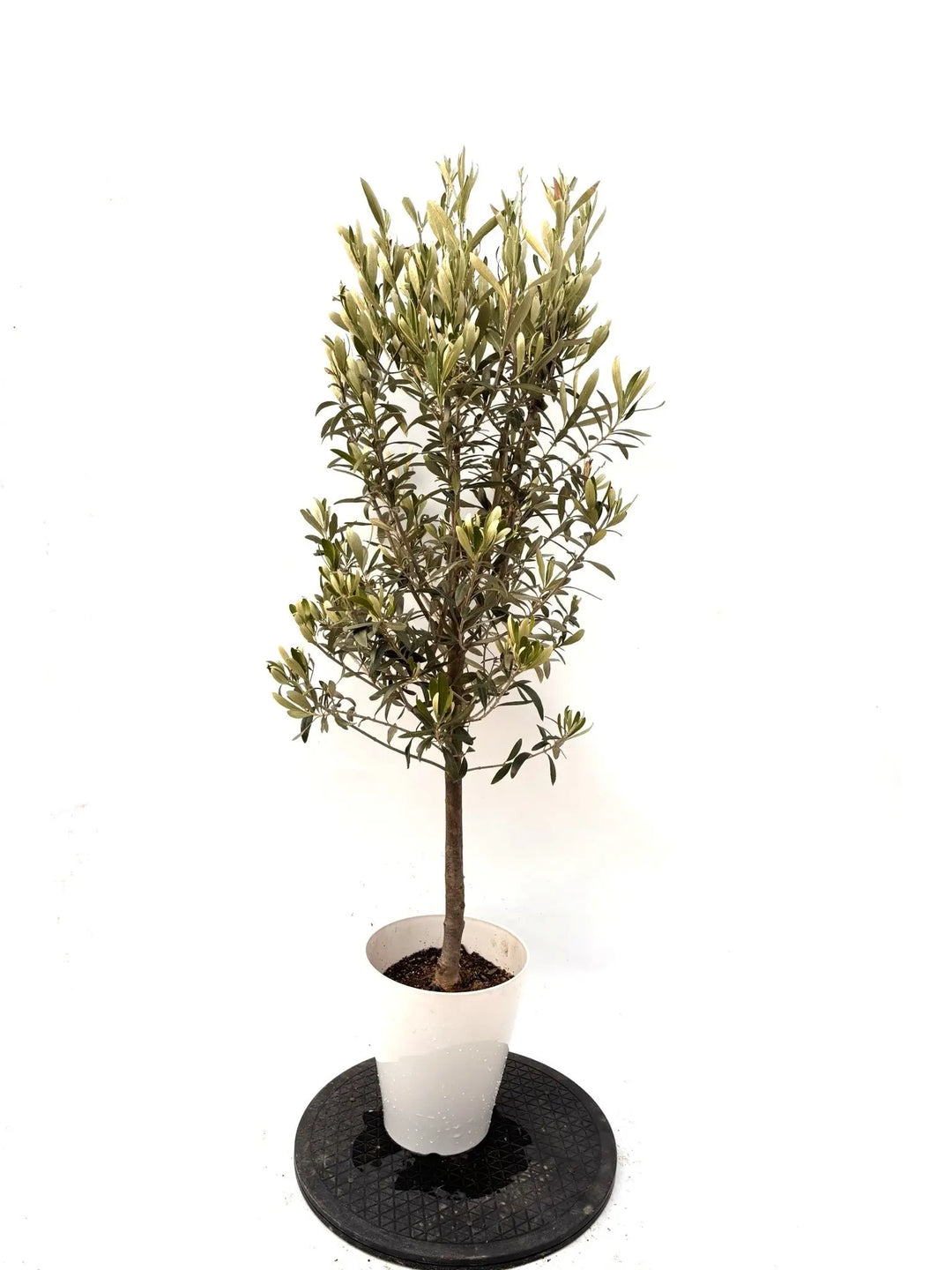 オリーブの木（全商品）｜写真の木をそのままお届け［現品販売］｜鶴亀