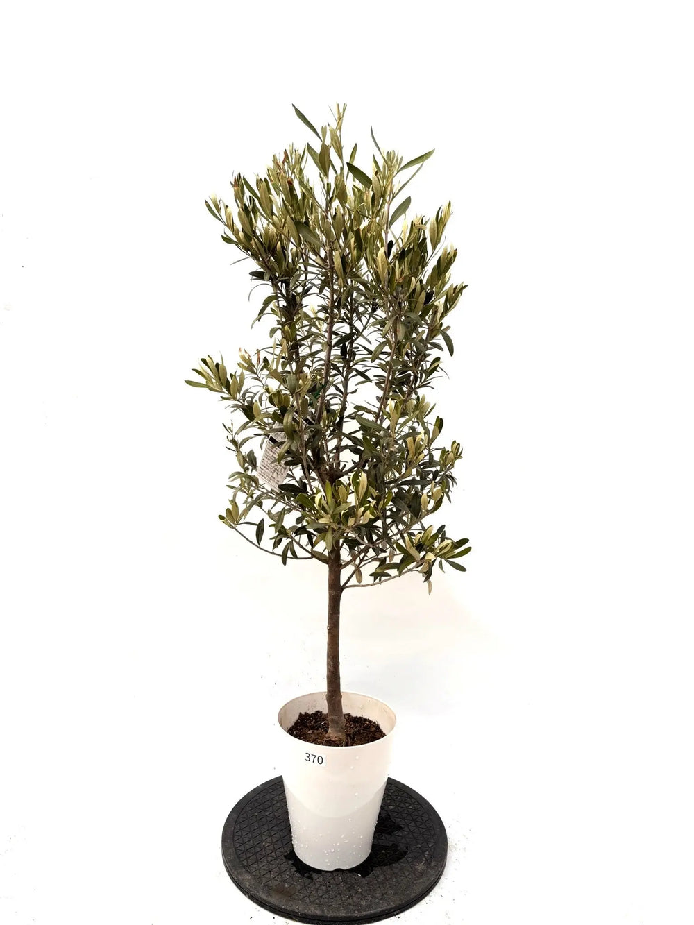 オリーブの木（全商品）｜写真の木をそのままお届け［現品販売］｜鶴亀