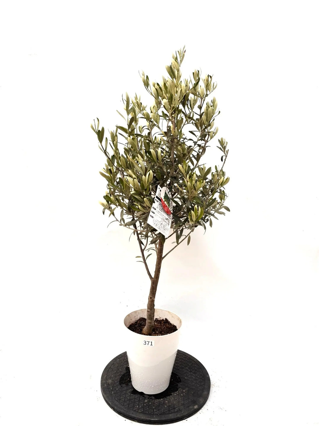 オリーブの木（全商品）｜写真の木をそのままお届け［現品販売］｜鶴亀