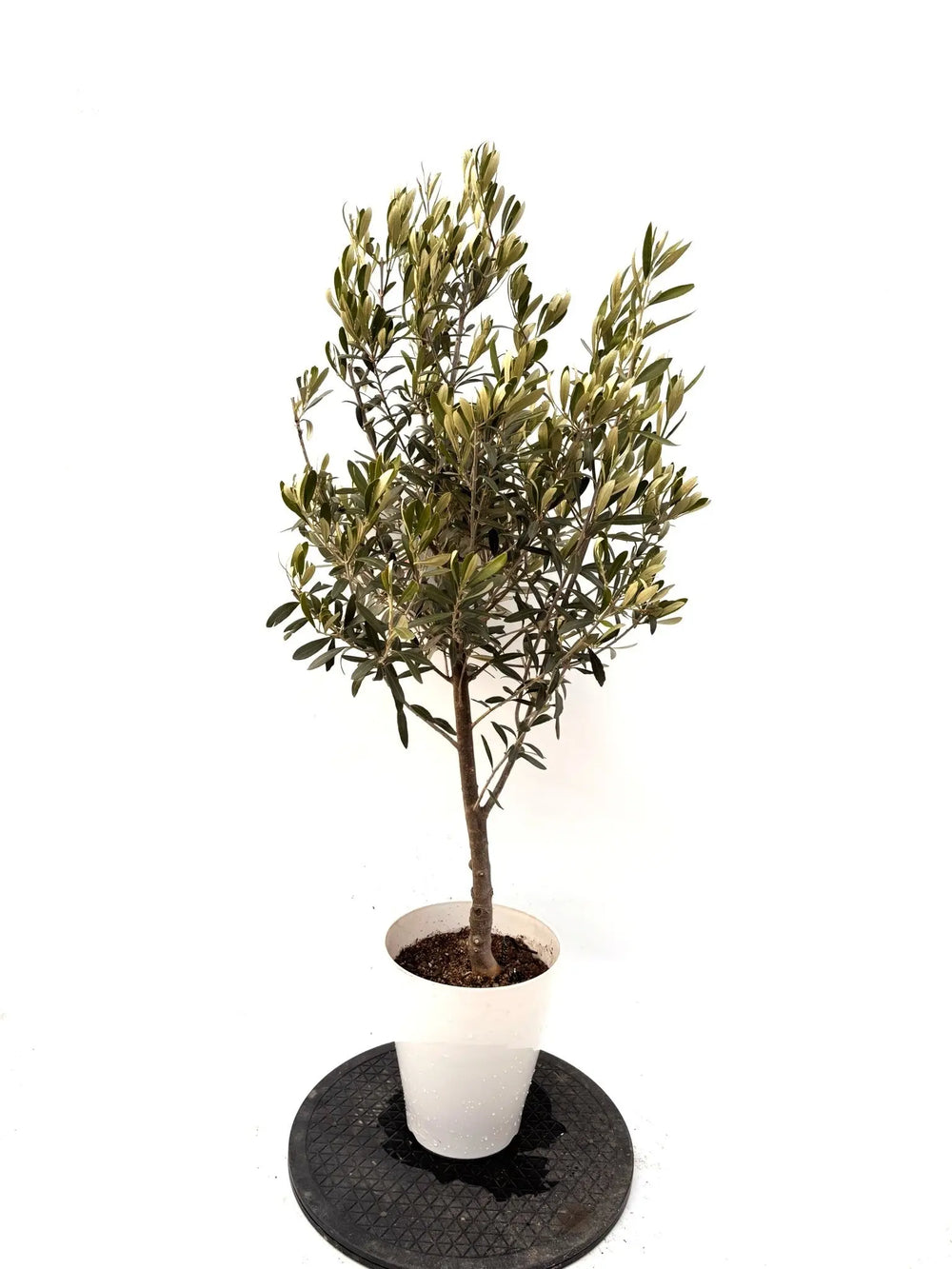 オリーブの木　シプレシーノ　7号　約110cm　K-371　人気品種　現品掲載 オリーブの木（全商品）｜写真の木をそのままお届け［現品販売］｜鶴亀