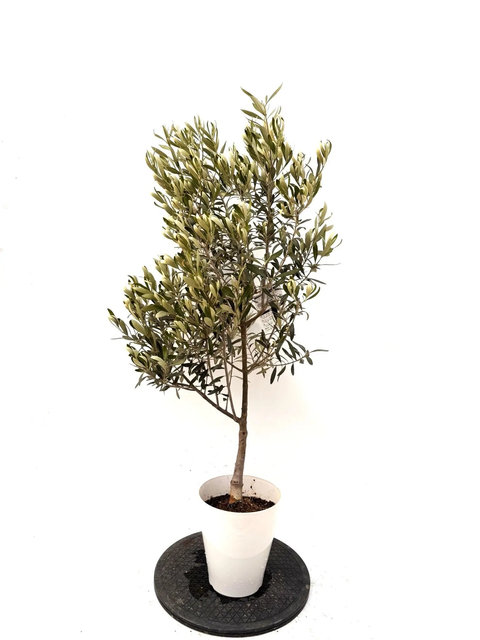 NEWシプレシーノ（オリーブの木）｜Sサイズ｜K-372｜約120cm｜人気