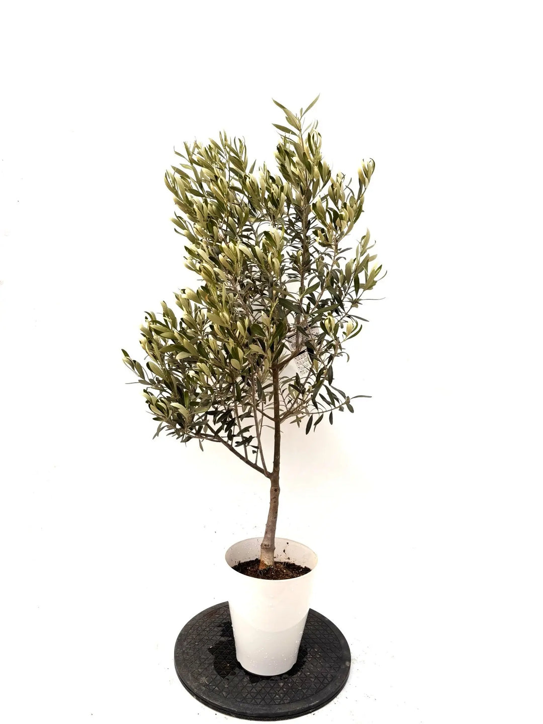 NEWシプレシーノ（オリーブの木）｜Sサイズ｜K-372｜約120cm｜人気