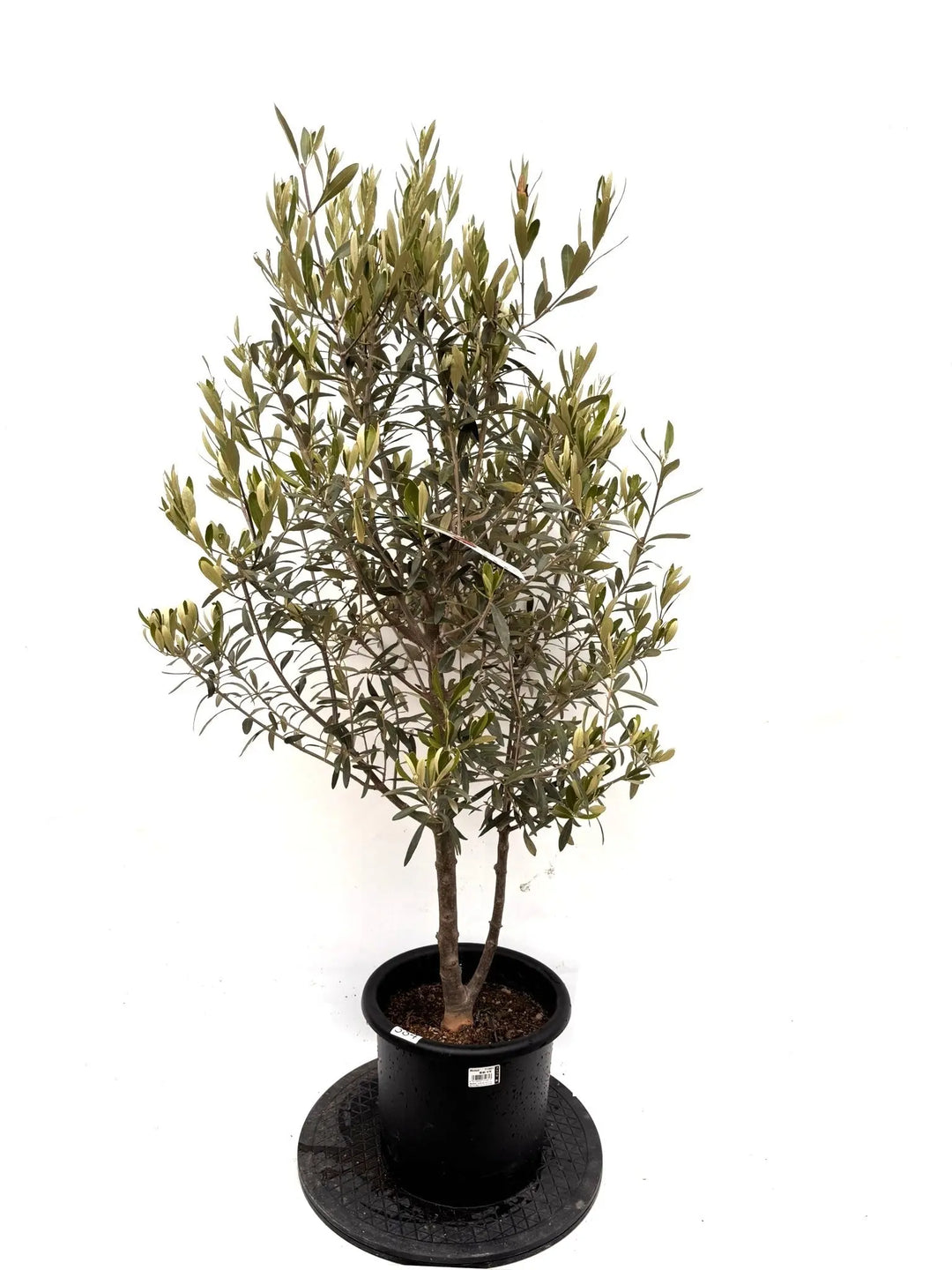 オリーブの木（全商品）｜写真の木をそのままお届け［現品販売］｜鶴亀