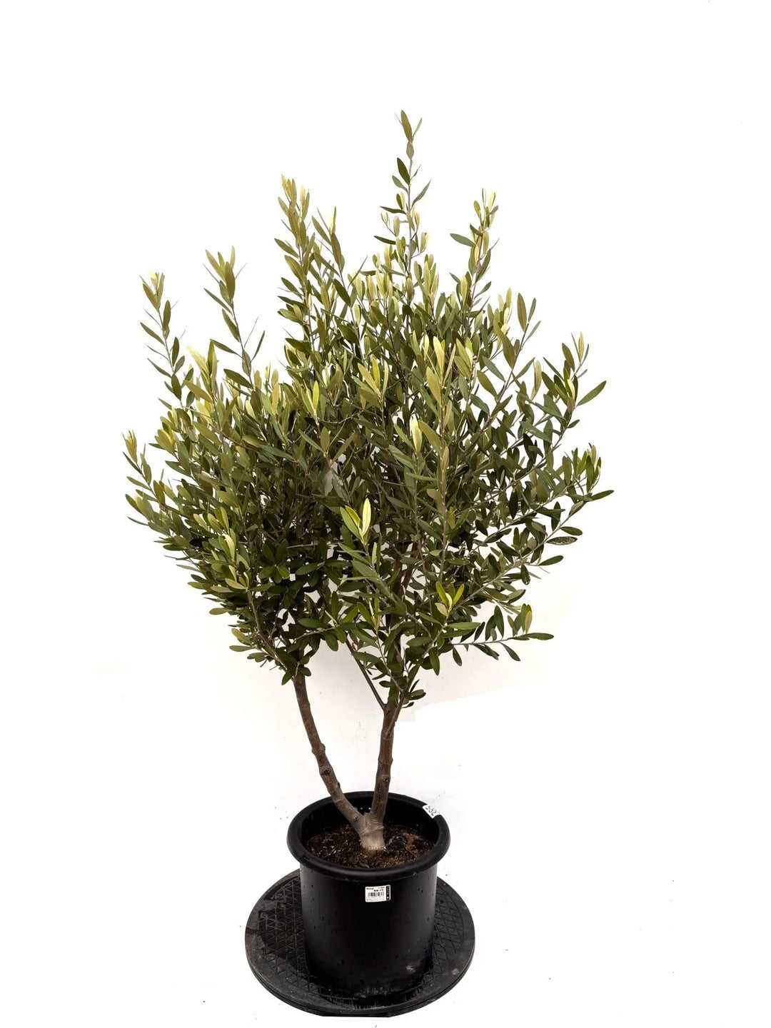 オリーブの木（全商品）｜写真の木をそのままお届け［現品販売］｜鶴亀