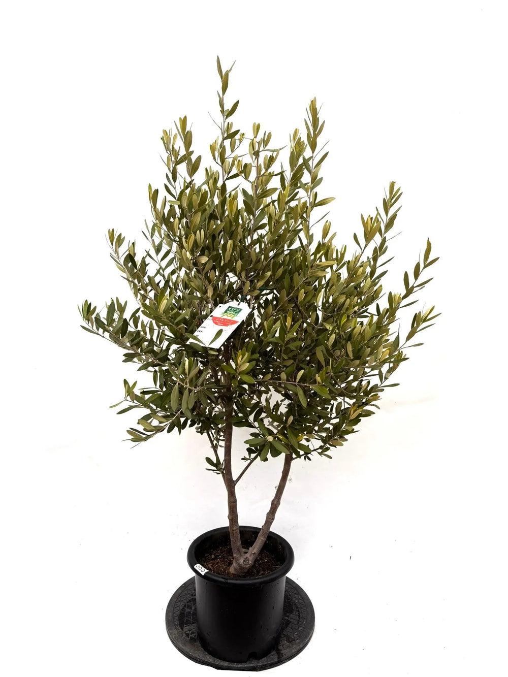 オリーブの木（全商品）｜写真の木をそのままお届け［現品販売］｜鶴亀