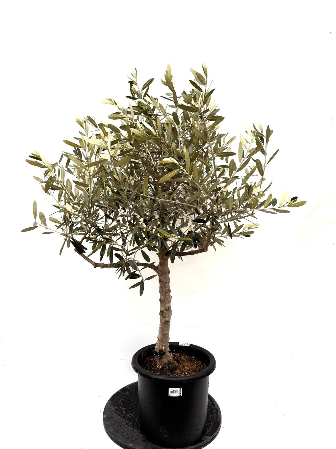 オリーブの木 バルネア 盆栽風 8号 約40cm 現品販売 オリーブの木（全商品）｜写真の木をそのままお届け［現品販売］｜鶴亀