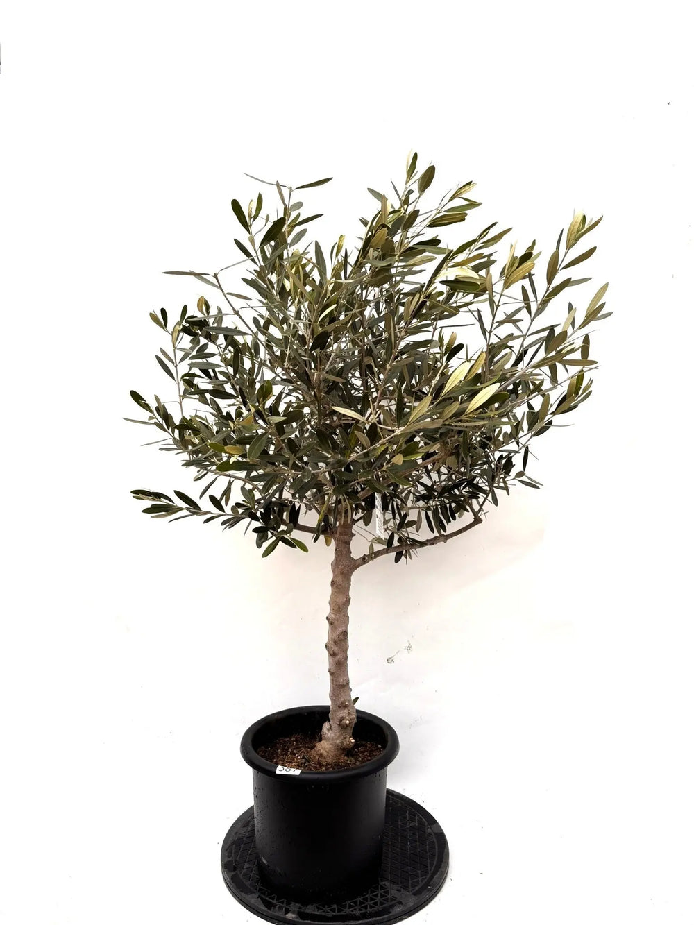 オリーブの木（全商品）｜写真の木をそのままお届け［現品販売］｜鶴亀