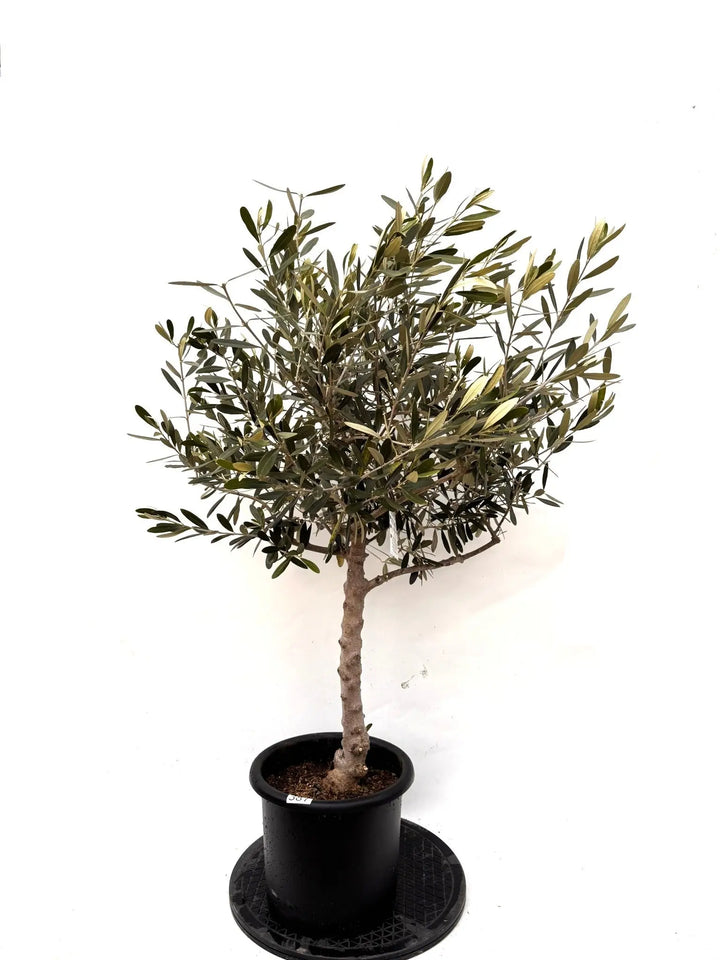 オリーブの木 バルネア 盆栽風 8号 約40cm 現品販売 NEWバルネア（オリーブの木）｜Mサイズ｜約110cm｜K-387｜ 希少・直立
