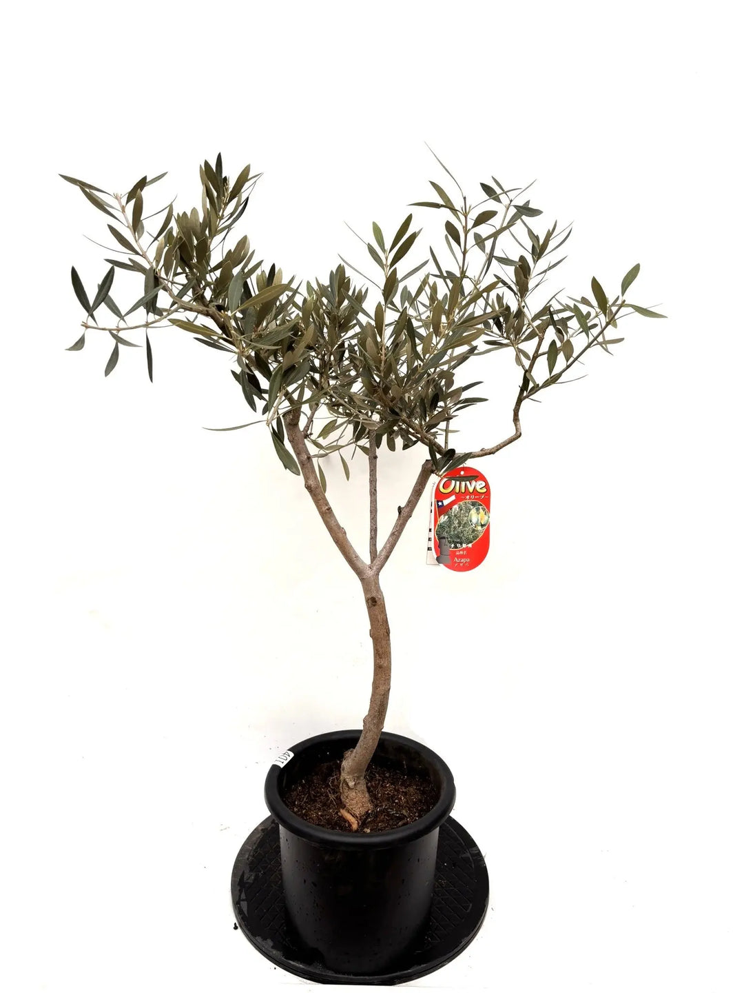 オリーブの木（全商品）｜写真の木をそのままお届け［現品販売］｜鶴亀