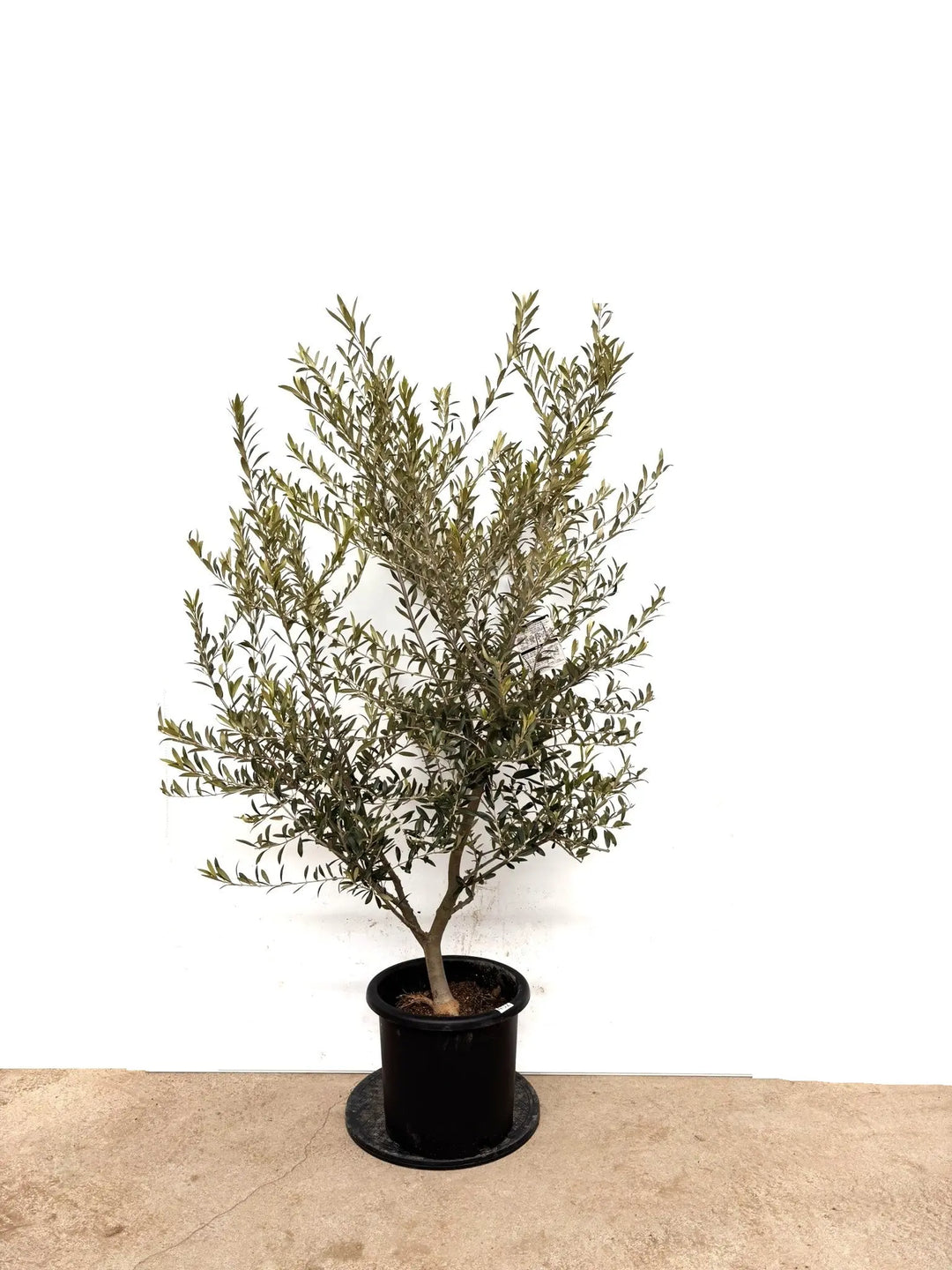 オリーブの木（全商品）｜写真の木をそのままお届け［現品販売］｜鶴亀