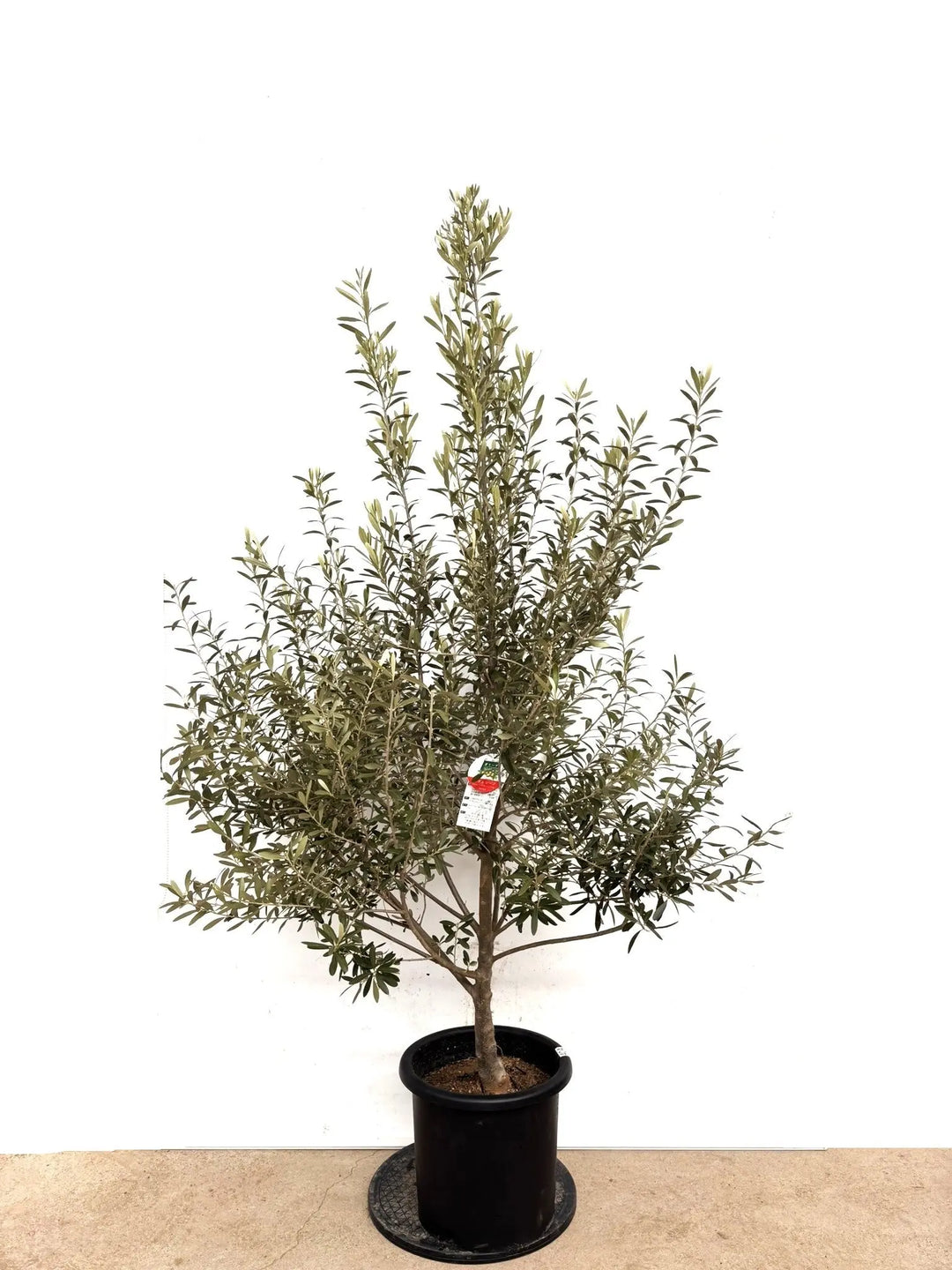 オリーブの木（全商品）｜写真の木をそのままお届け［現品販売］｜鶴亀