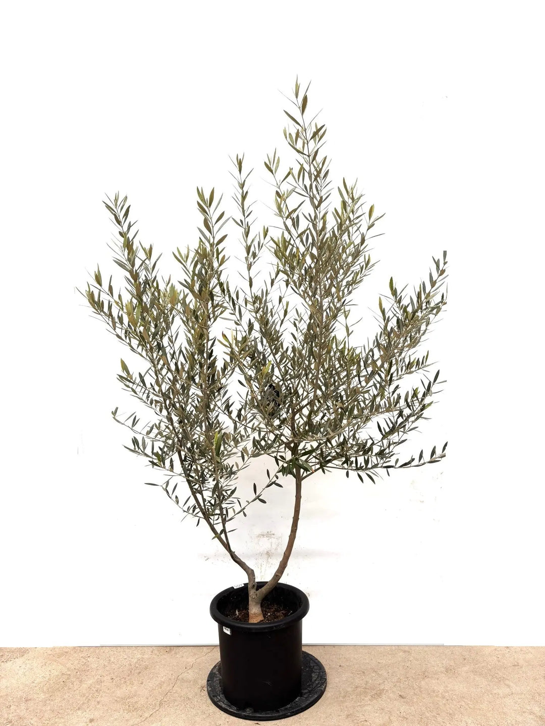 オリーブの木（全商品）｜写真の木をそのままお届け［現品販売］｜鶴亀