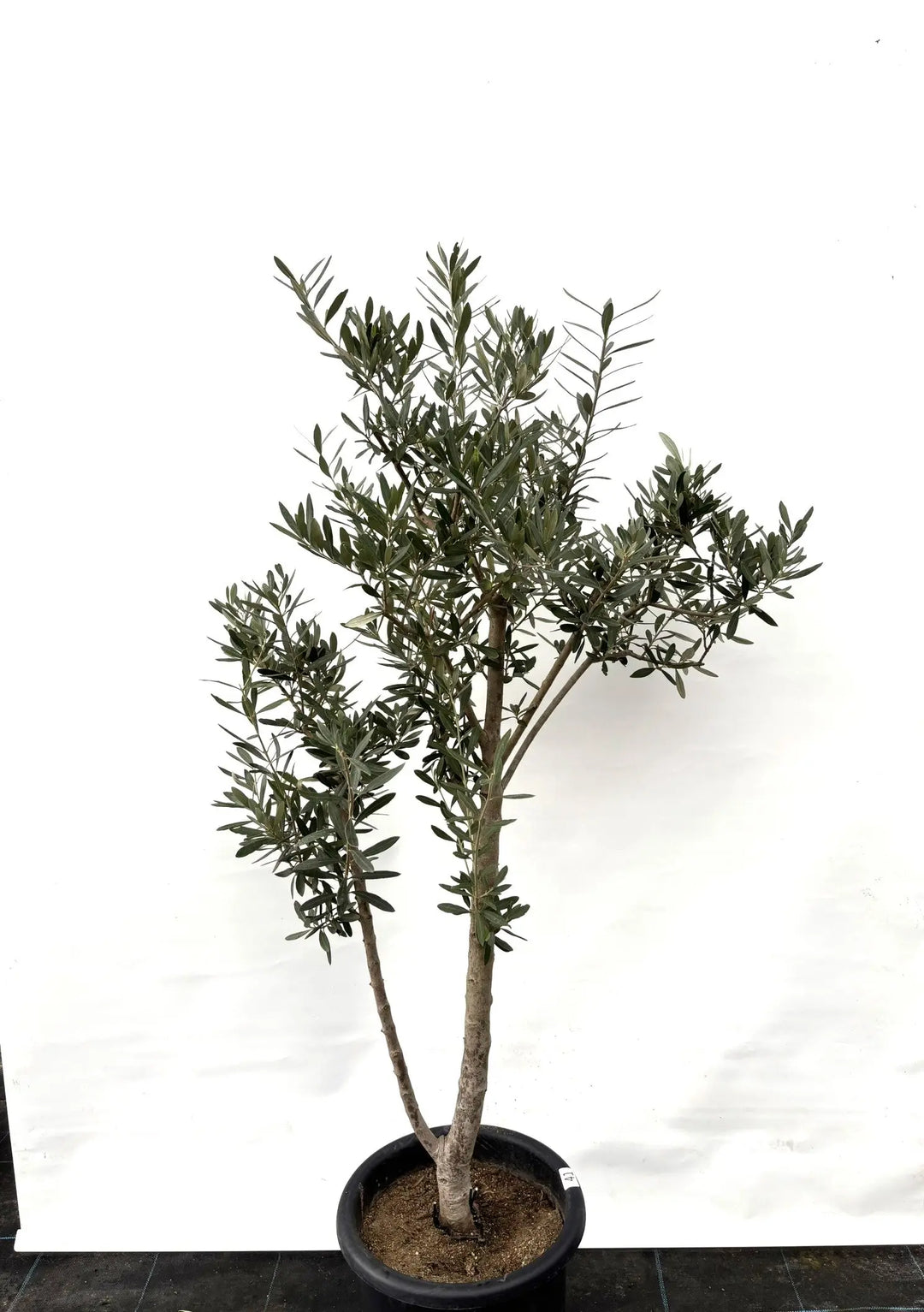 人気・初心者向き・シンボル向き】シプレシーノ（オリーブの木