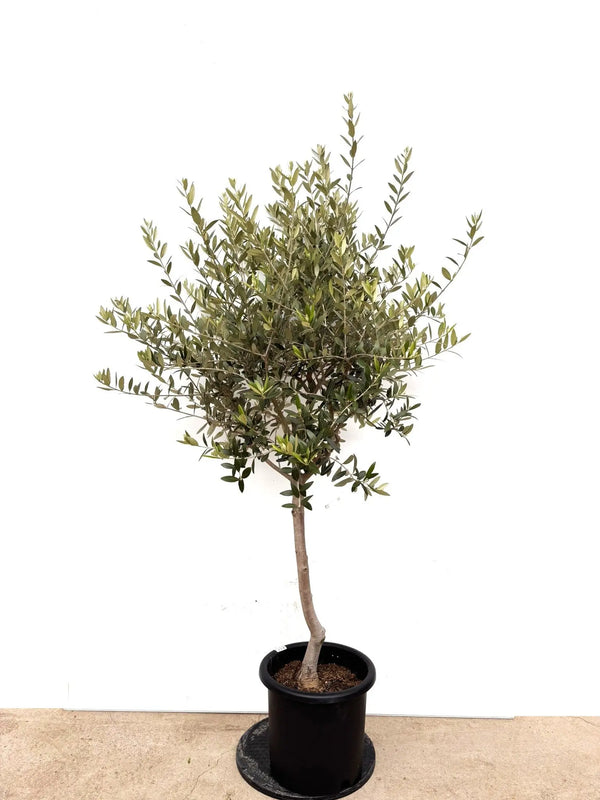 NEWレッチーノ（オリーブの木）｜Lサイズ｜K-415｜約180cm｜人気・銀葉・シンボルツリー向き