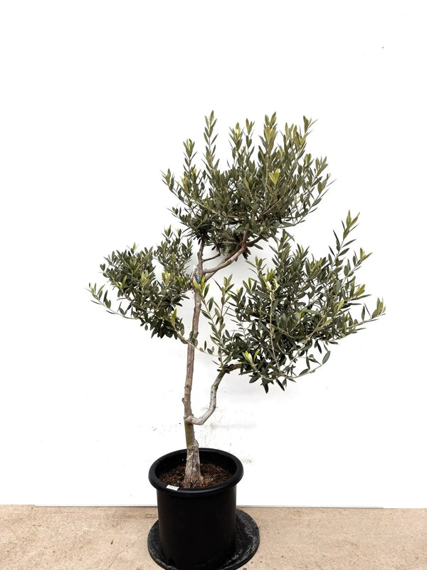 NEWワラサ（オリーブの木）｜Lサイズ｜K-416｜約140cm｜希少・銀葉・大実