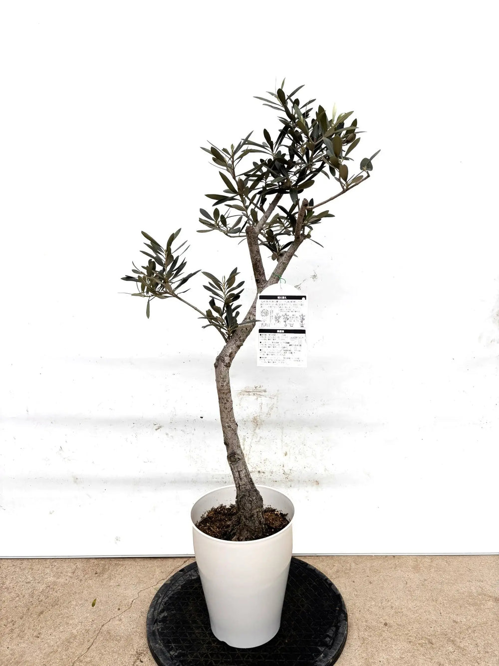 オリーブの木　アザパ　7号　約100cm　K-417　希少品種　現品掲載 オリーブの木（全商品）｜写真の木をそのままお届け［現品販売］｜鶴亀