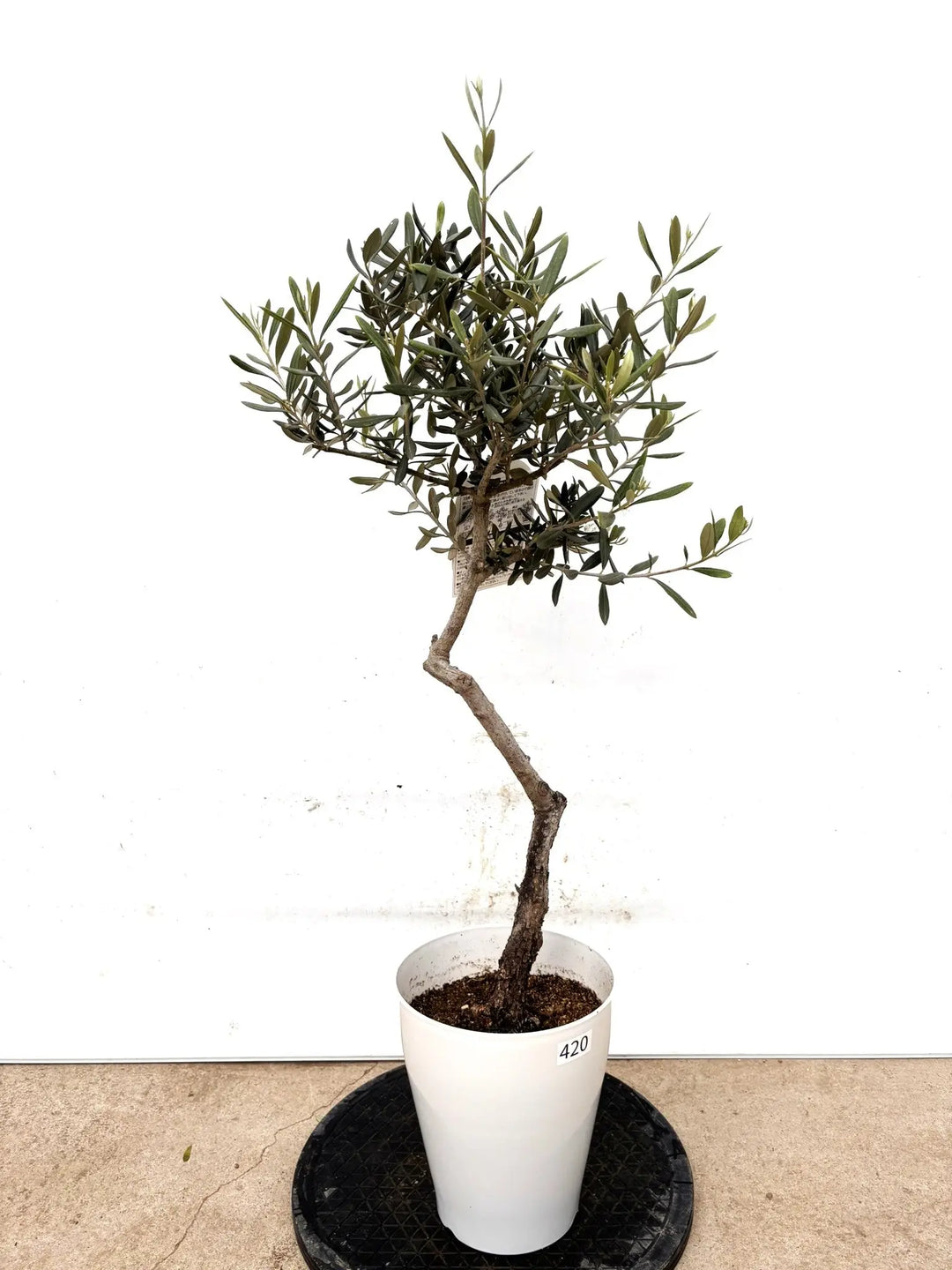オリーブの木（全商品）｜写真の木をそのままお届け［現品販売］｜鶴亀