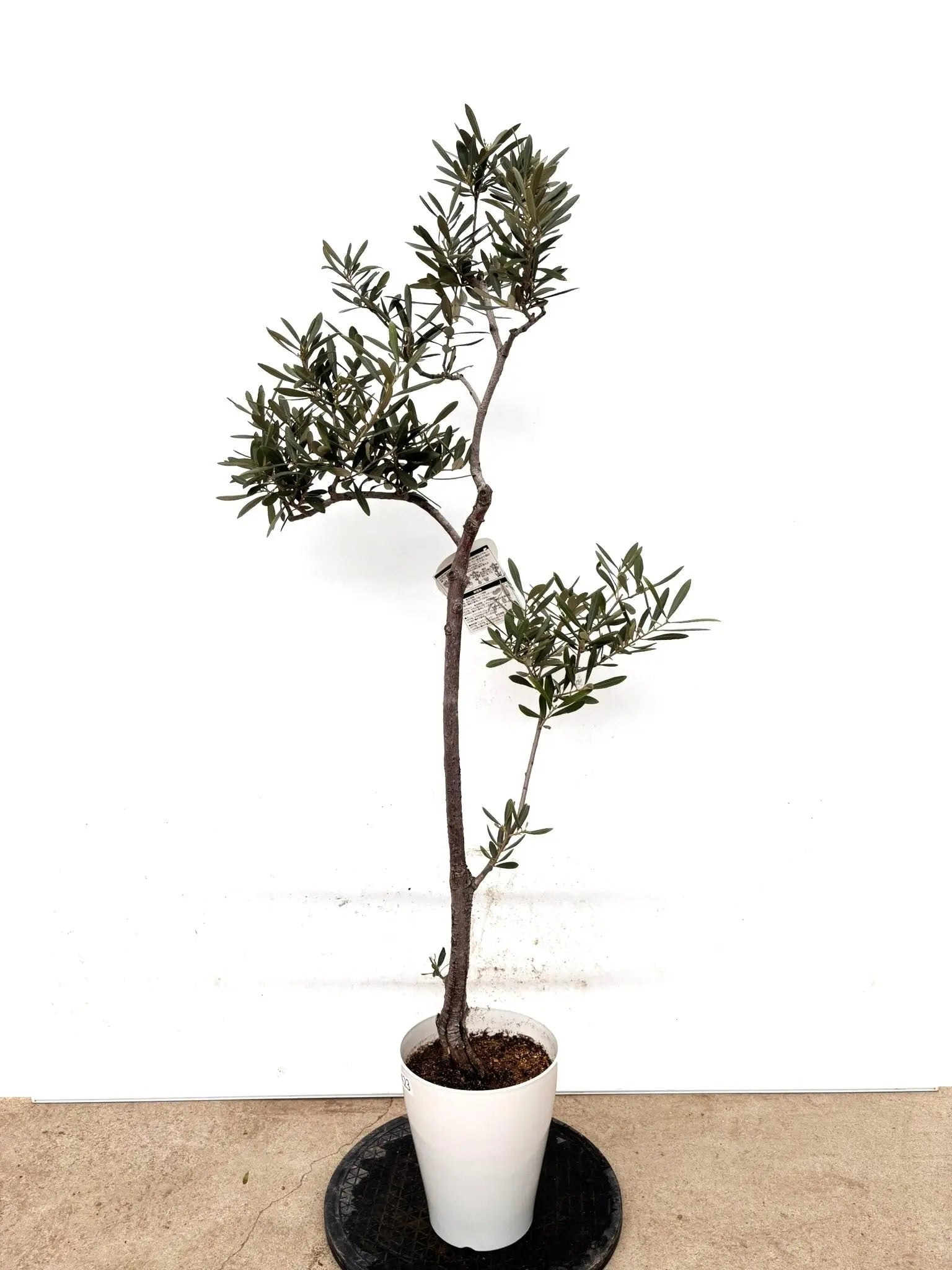 オリーブの木 セントキャサリン 8号 約140cm K-321 希少 現品掲載