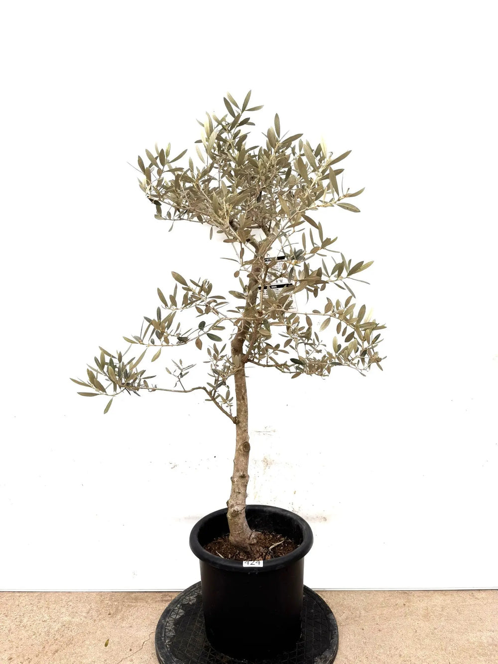 最終値下げ✩.*˚オリーブの木 NH X N/OH . PLANT-1~7 // APR.29 // ⁡ 樹齢約200年の古木オリーブを
