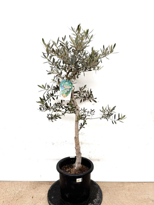 NEWアメリカン（オリーブの木）｜Mサイズ｜K-424｜約120cm｜希少・銀葉・室内向き・開帳型