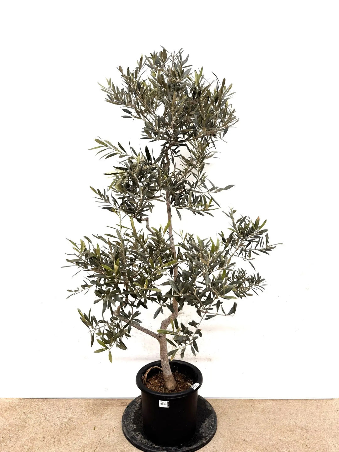 オリーブの木　タラスコア　8号　約140cm　K-425　希少品種　現品掲載 NEWタラスコア（オリーブの木）｜Mサイズ｜K-425｜約140cm｜希少