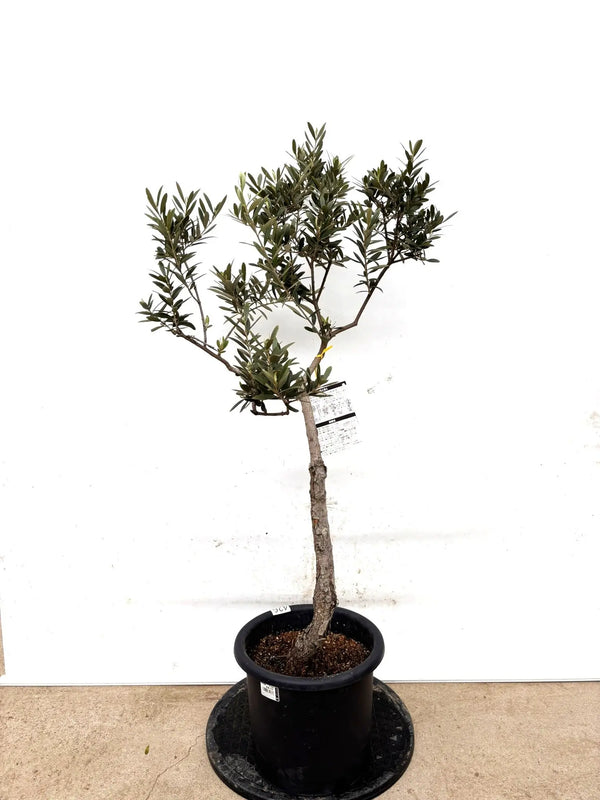 NEWネバディロブランコ（オリーブの木）｜Mサイズ｜K-426｜約110cm｜人気・初心者向き・開帳型