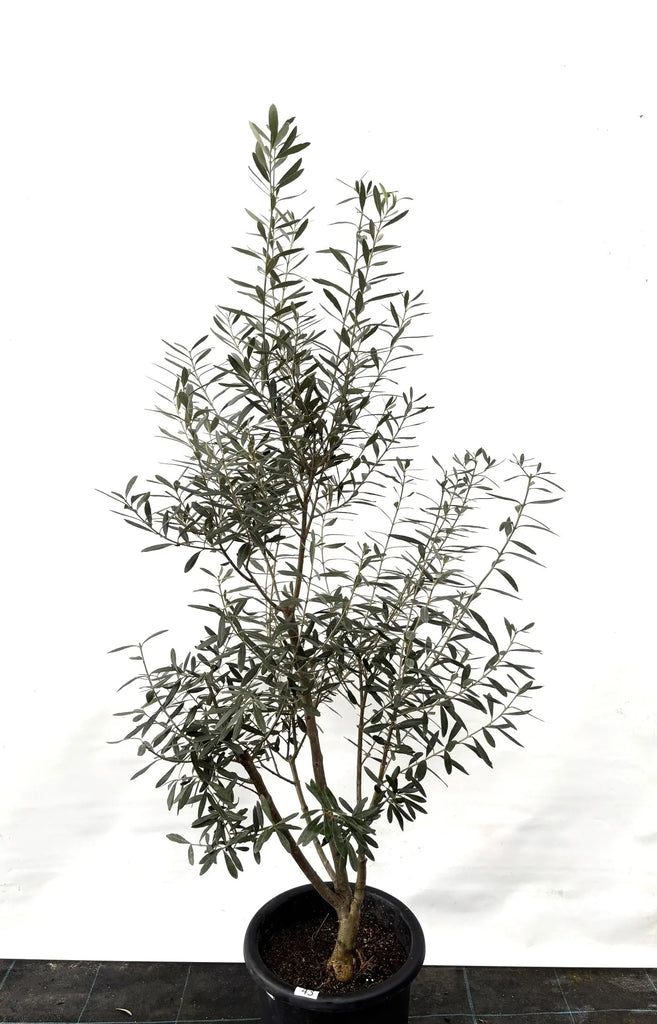 シプレシーノ Lサイズ 約160cm K-43 オリーブの木 - 株式会社鶴亀園