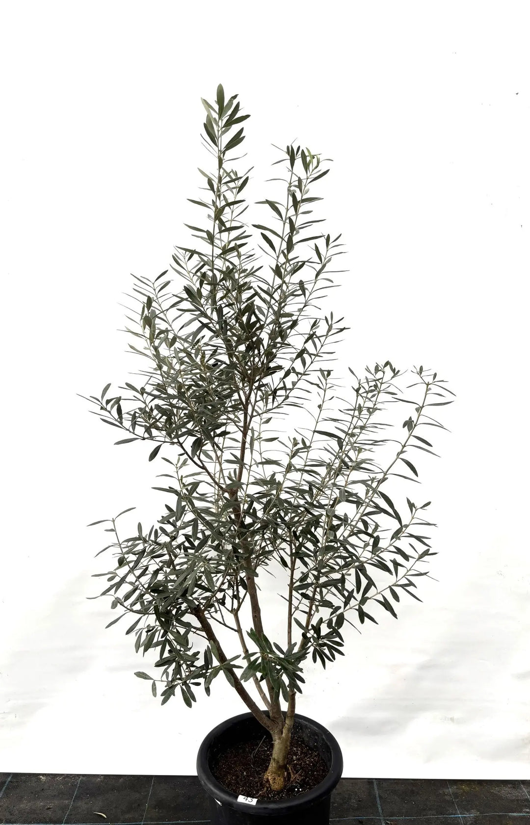オリーブの木 シプレシーノ 約160cm NO.1927 大型 現品掲載 古木 人気