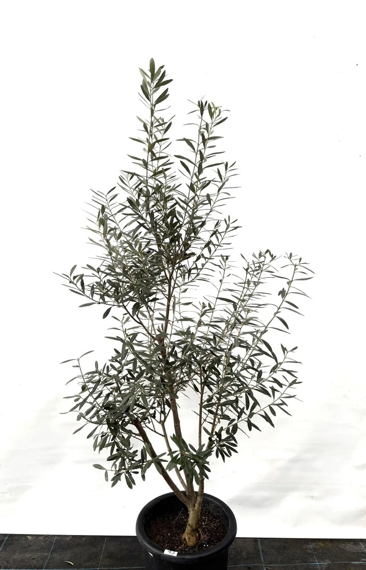 シプレシーノ Lサイズ 約160cm K-43 オリーブの木 - 株式会社鶴亀園